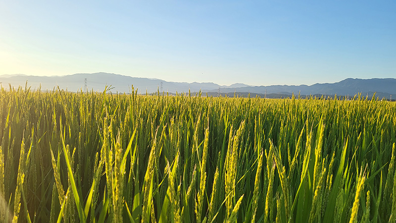 水稲栽培管理(主力事業)
