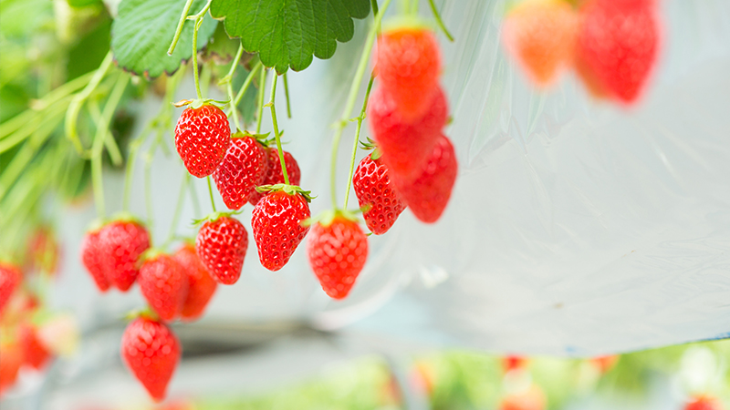 野菜栽培(今後の展開)
