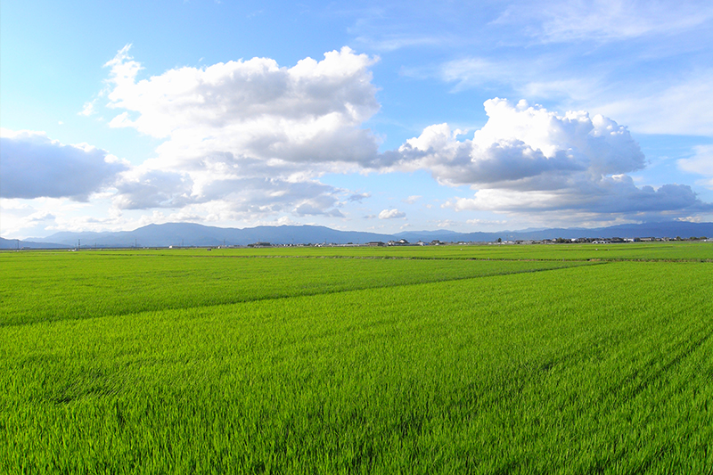 自然とともに生きるライフスタイル
